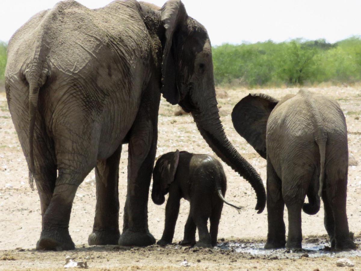 Etosha Safari Camping2Go Okaukuejo Luaran gambar